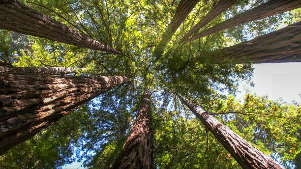 Alamo, CA Tree Services Pros
