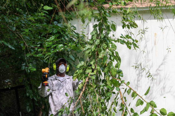 Reliable Alamo, CA Tree Services Solutions