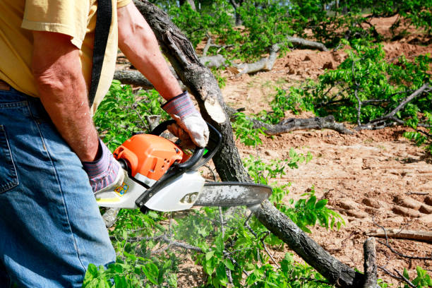 Best Fruit Tree Pruning  in Alamo, CA